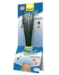 Tetra dirbtinis augalas Hairgrass​, 24 cm kaina ir informacija | Dekoracijos akvariumams | pigu.lt