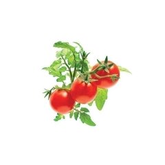 Išmaniojo vazono sėklos Click and Grow pomidorai, 3 kapsulės kaina ir informacija | Daigyklos | pigu.lt