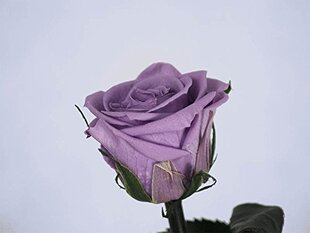 Stabilizuota rožė Amorosa Standard Lilac kaina ir informacija | Miegančios rožės, stabilizuoti augalai | pigu.lt
