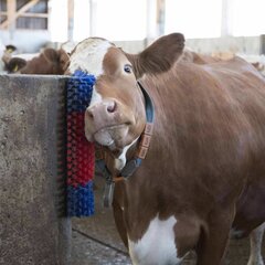 Šepetys galvijų kasymuisi Kerbl kaina ir informacija | Ūkiniams gyvūnams | pigu.lt